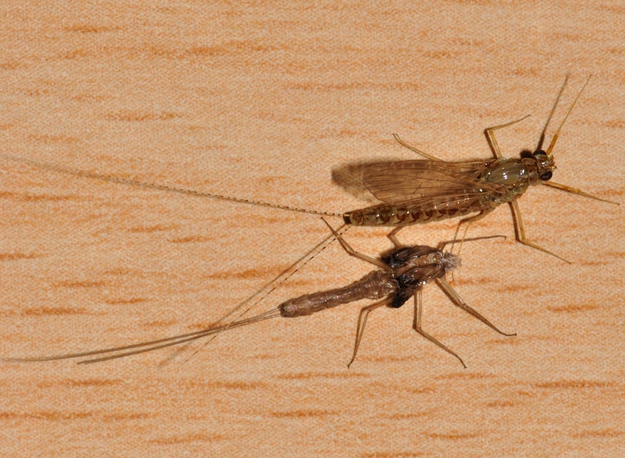 Cloeon cognatum subimago femmina
